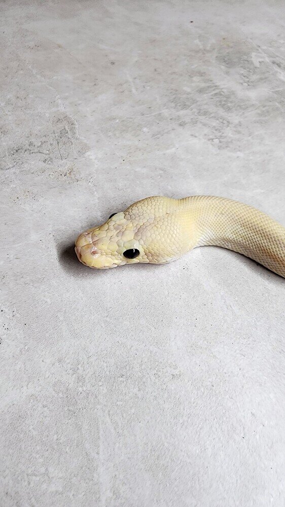 New Ball python morph identification - Ball Pythons - MorphMarket ...
