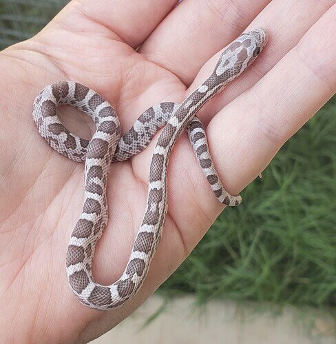 light tan baby corn snake on hand