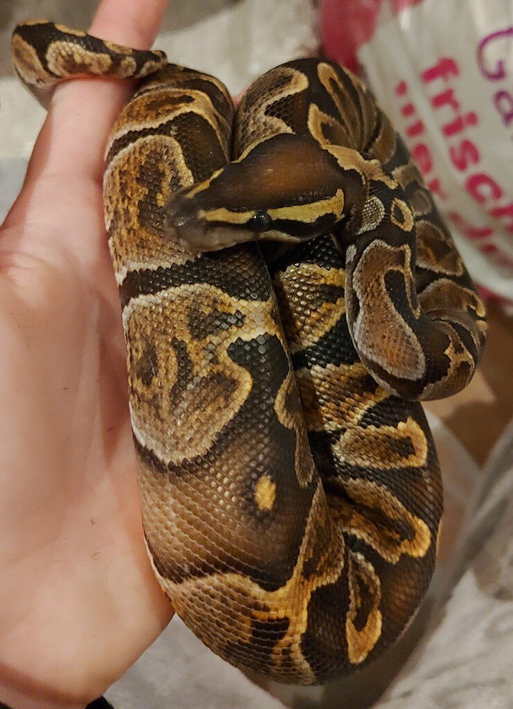 Help On Identifying - Ball Pythons - Morphmarket Reptile Community