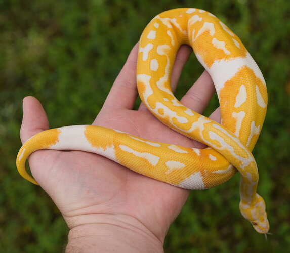 Oct 25 2021 Pastel Dreamsicle Male 4