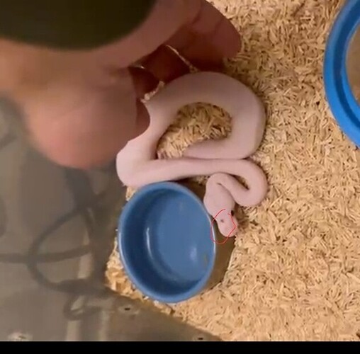 Screenshot_20251103_185203_WhatsApp