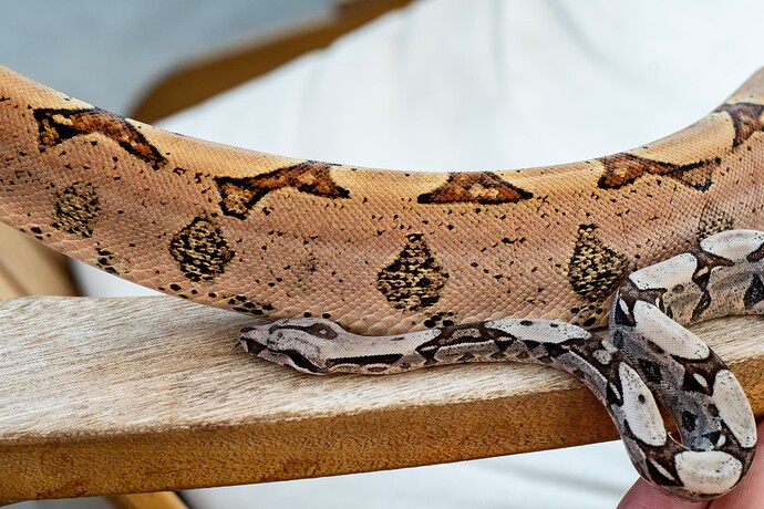 DudexSpoonman side-1