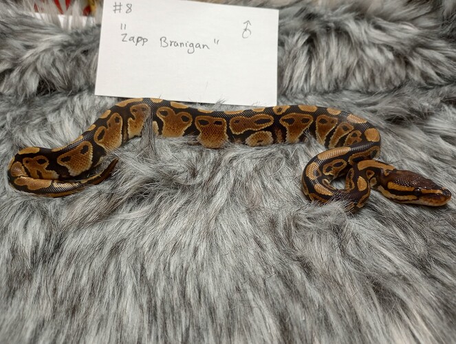 IMG_20240205_182411148_HDR