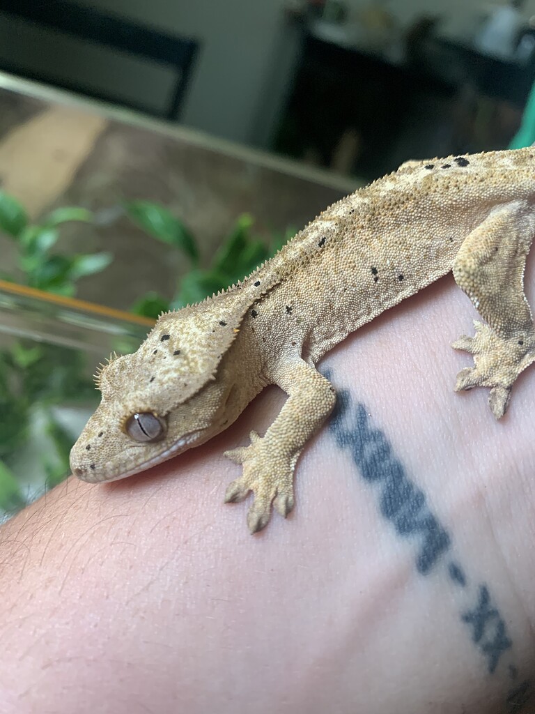 What morph is this little baby? - All Reptiles - MorphMarket Reptile ...