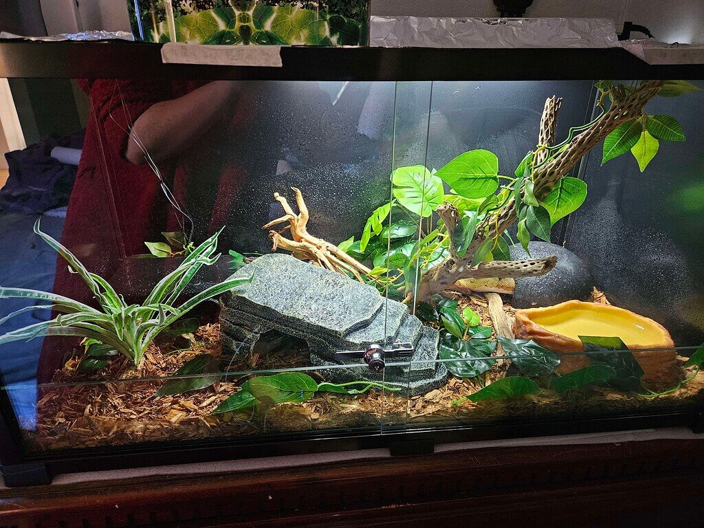 Change in behavior - Ball Pythons - MorphMarket Reptile Community