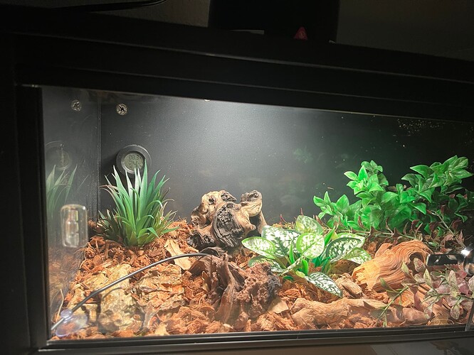 ReptiZoo Left Basking