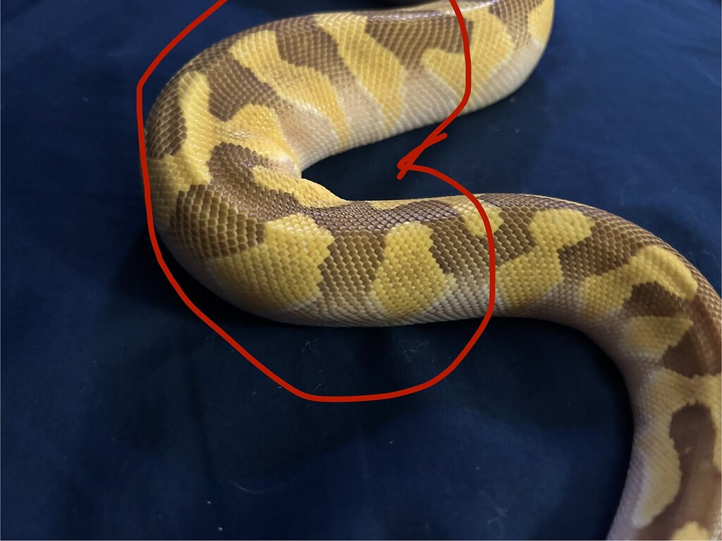 Is this scale rot or her pattern? - Ball Pythons - MorphMarket Reptile ...
