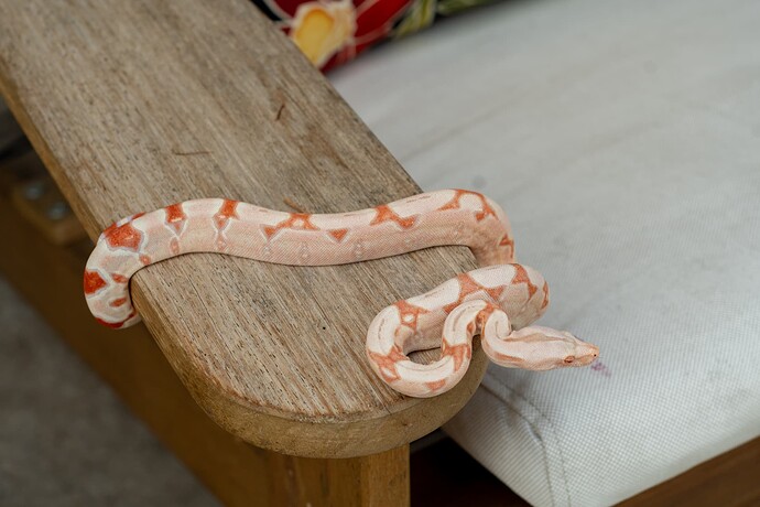 rc pastel kahl jungle 1st-3