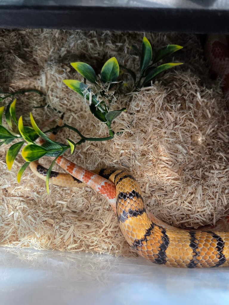 Snake Lock Breeding (UPDATE: Eggs) Breeding. Can a short (2 minute) lock be successful ...