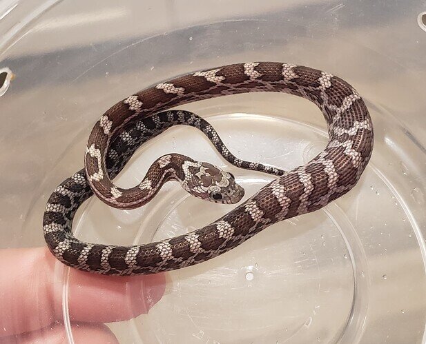 gray baby corn snake with lump in belly