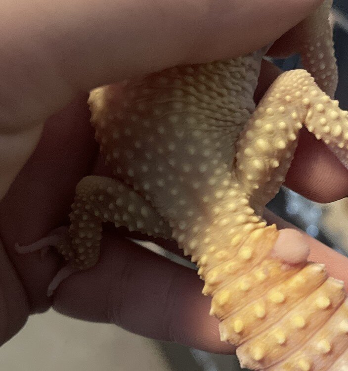 Leopard gecko split tail during shipping- advice please! - Leopard