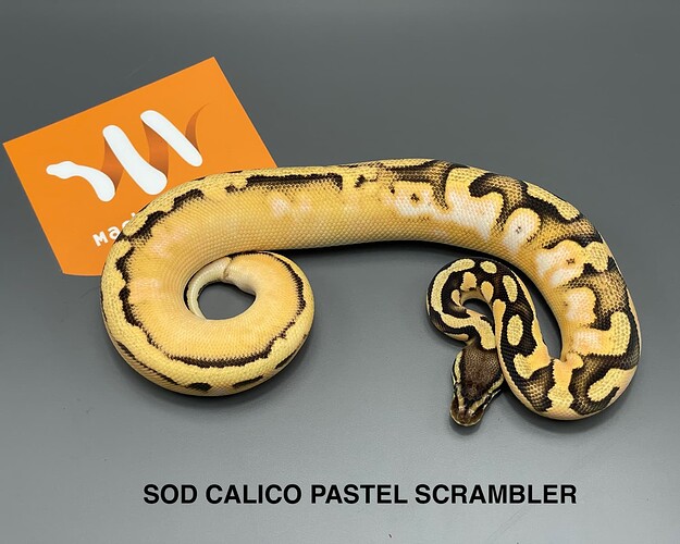 sod calico pastel scrambler