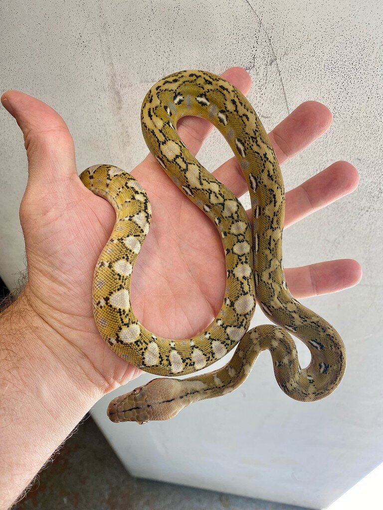 Just bought my first retic! - Reticulated Pythons - MorphMarket Reptile ...