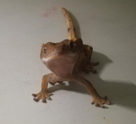 Screenshot_20221124-082910_Gallery