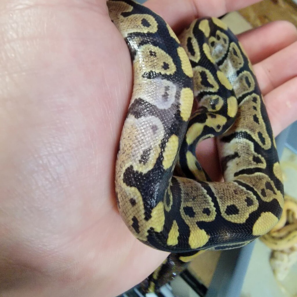 Weird Scales Ball Pythons Morphmarket Reptile Community