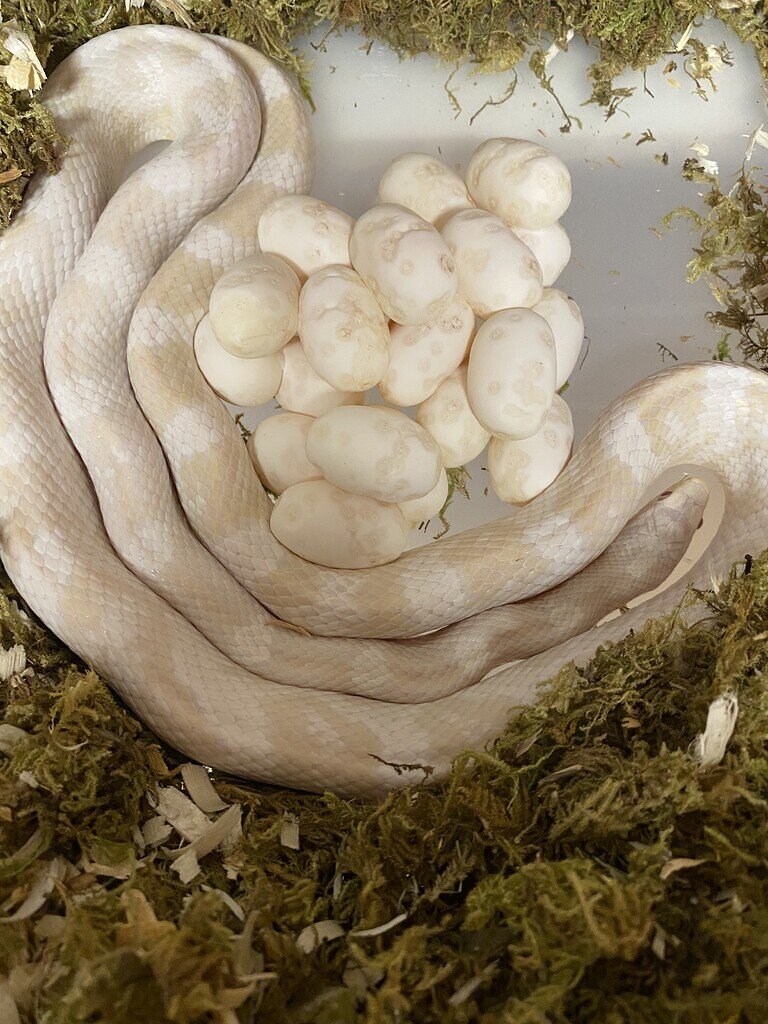 First clutch of the year ) Corn Snakes MorphMarket Reptile Community