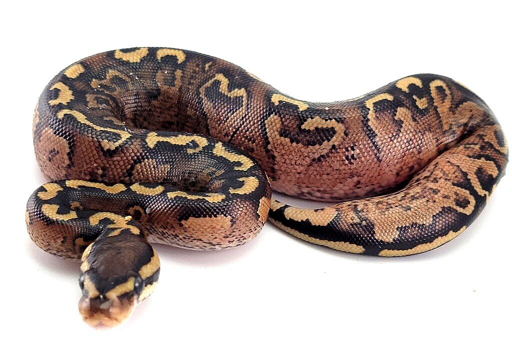 Painted Python's Paint stuff hatching - Ball Pythons - MorphMarket Reptile Community