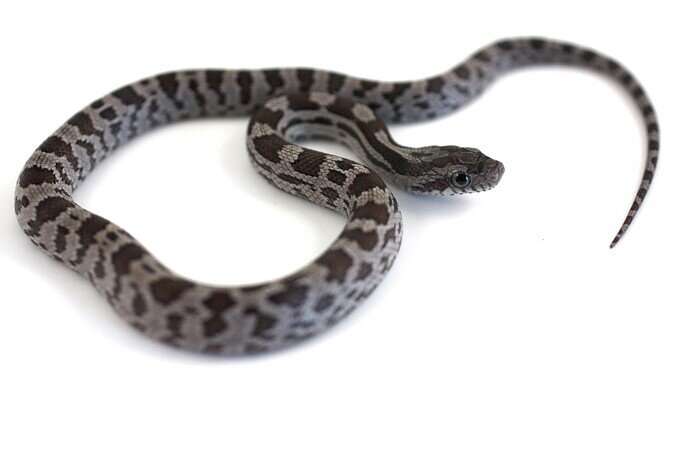 gray baby corn snake