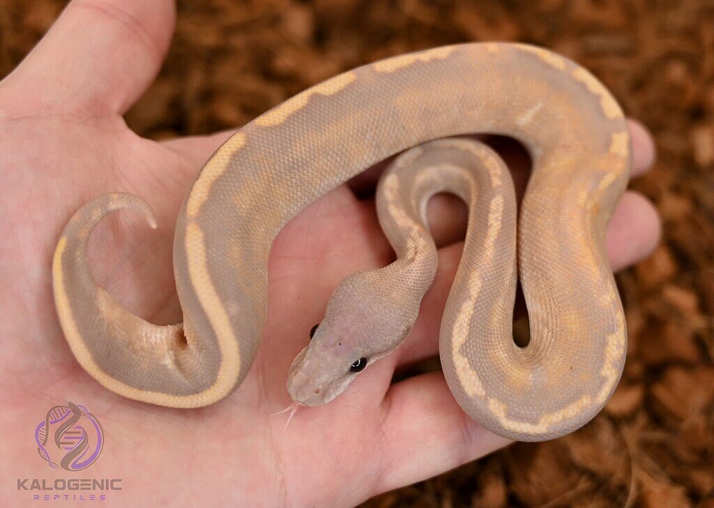 Peaceful purple python poses painlessly for picture - Ball Pythons ...