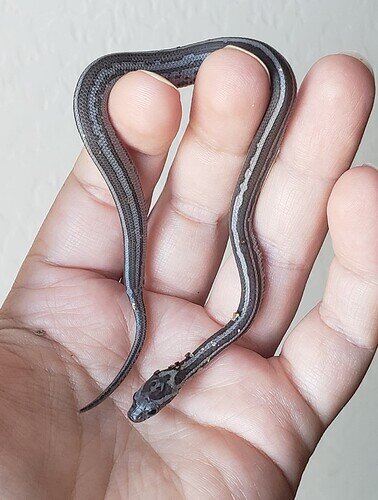 gray baby corn snake with stripe running down body