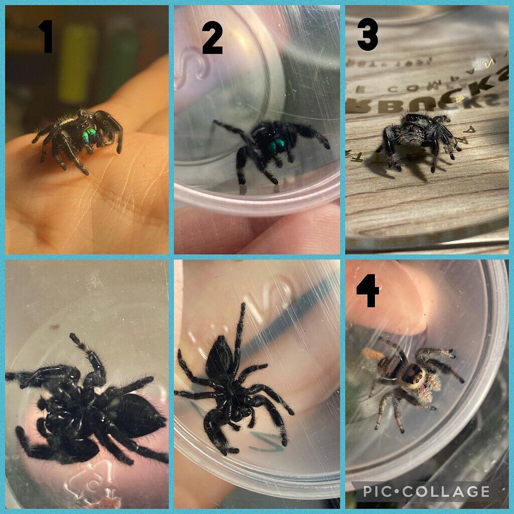 Can anyone help me ID this Jumping Spider? - Spiders - MorphMarket Reptile  Community