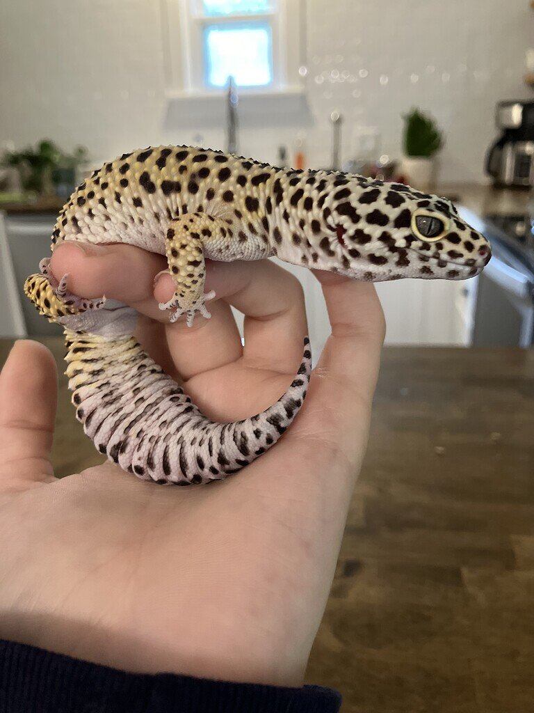 Leopard Gecko died, what to do with her tank/decor? - All Reptiles -  MorphMarket Reptile Community