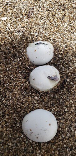 three corn snake eggs with noses poking out of two