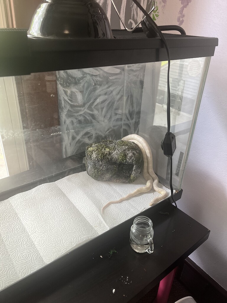 My Snake got Out *update!* Corn Snakes MorphMarket Reptile Community