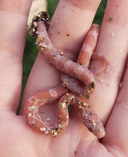 pale orange baby corn on hand