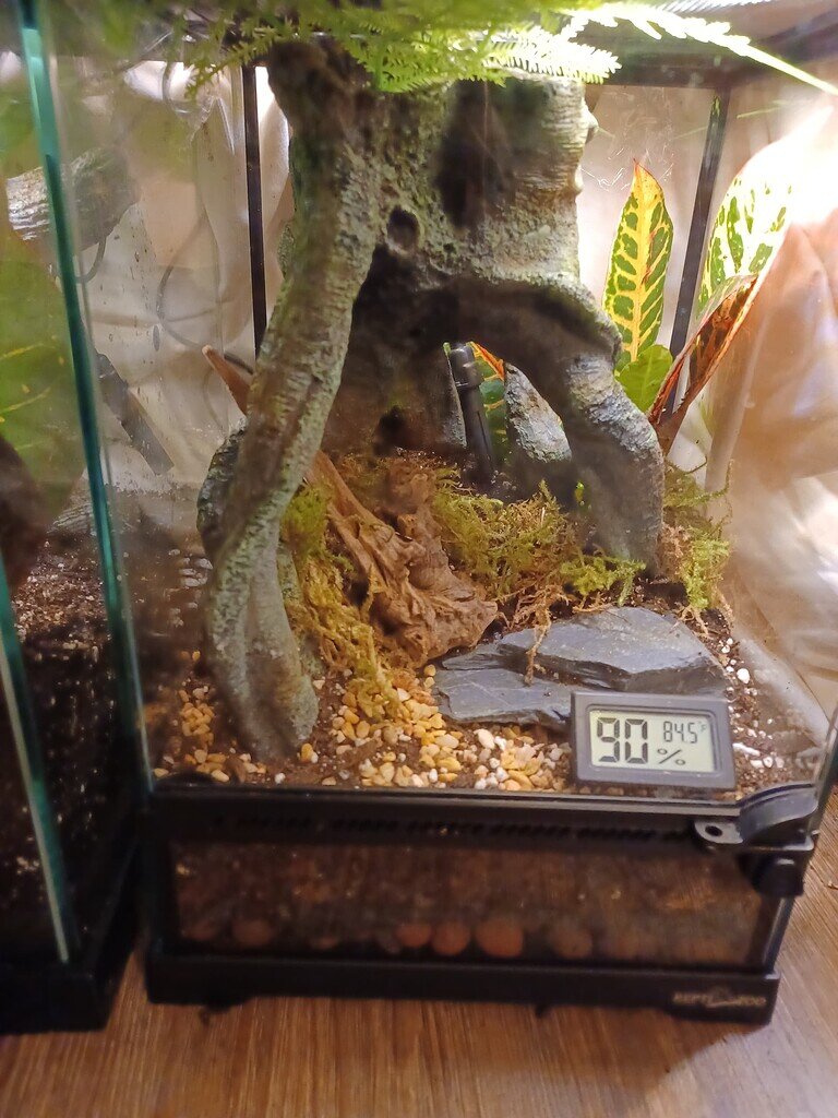 Spider enclosures built Spiders MorphMarket Reptile Community