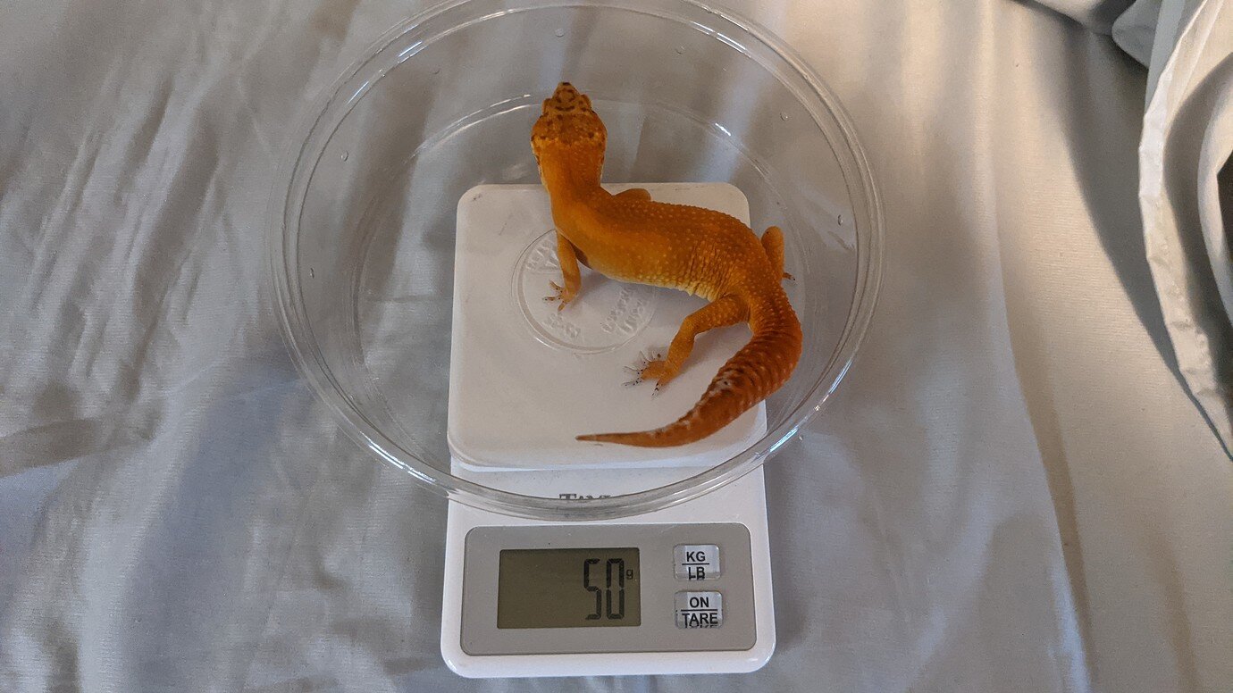 Another unfortunate leopard gecko issue - Leopard Geckos - MorphMarket