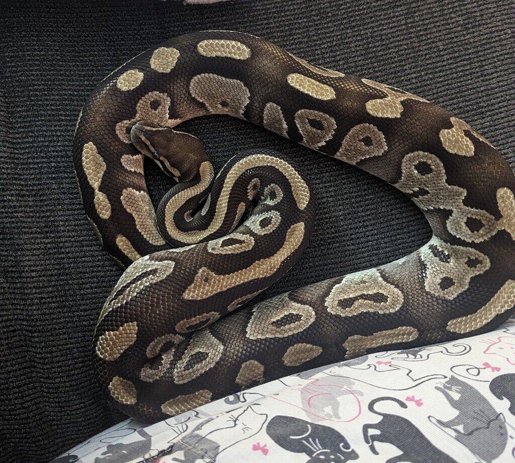 Help with identifying genetics - Ball Pythons - MorphMarket Reptile ...