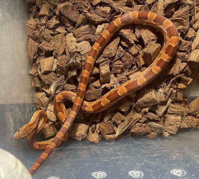 Corn snake morph ID - Corn Snakes - MorphMarket Reptile Community