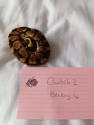 baby 4