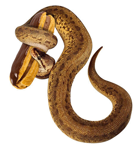 eclair