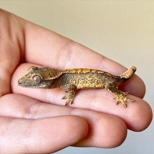 First Merlin x Lantanan Baby