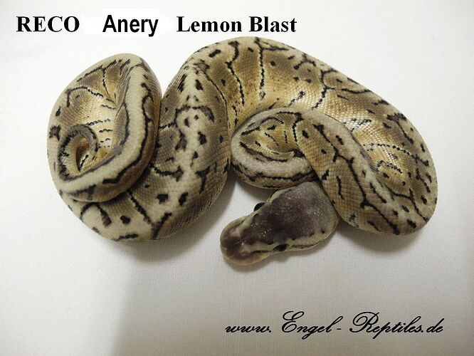 RECO Anery Lemon Blast