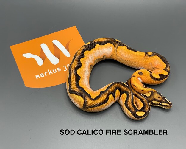 sod calico fire scrambler2