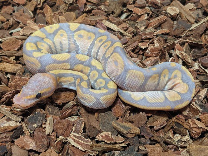 PXL_20210926_052013488