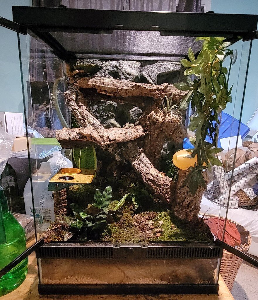 New Crestie Enclosure - Crested Geckos - MorphMarket Reptile Community