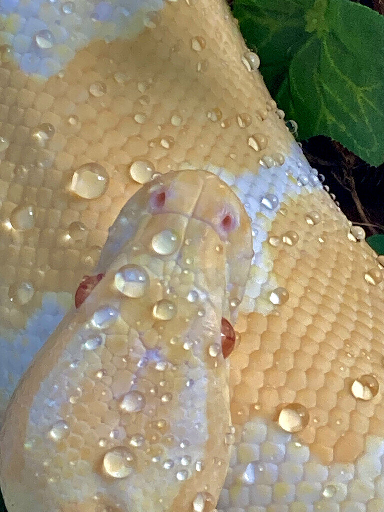 My Albino female after a misting Ball Pythons MorphMarket Reptile