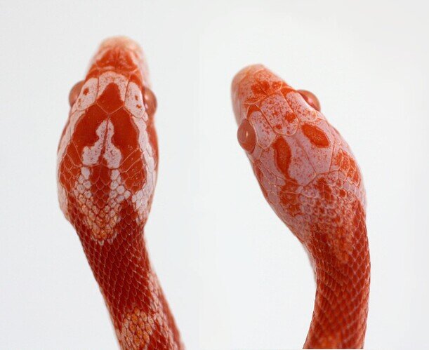 amel vs lavamel corn snake heads