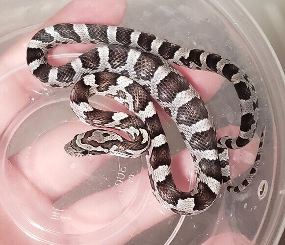 black and white baby corn snake with large bulge in belly