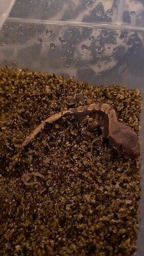 VideoCapture_20220706-210752