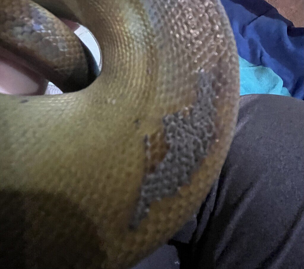 Cause of scale damage? - Other Pythons - MorphMarket Reptile Community