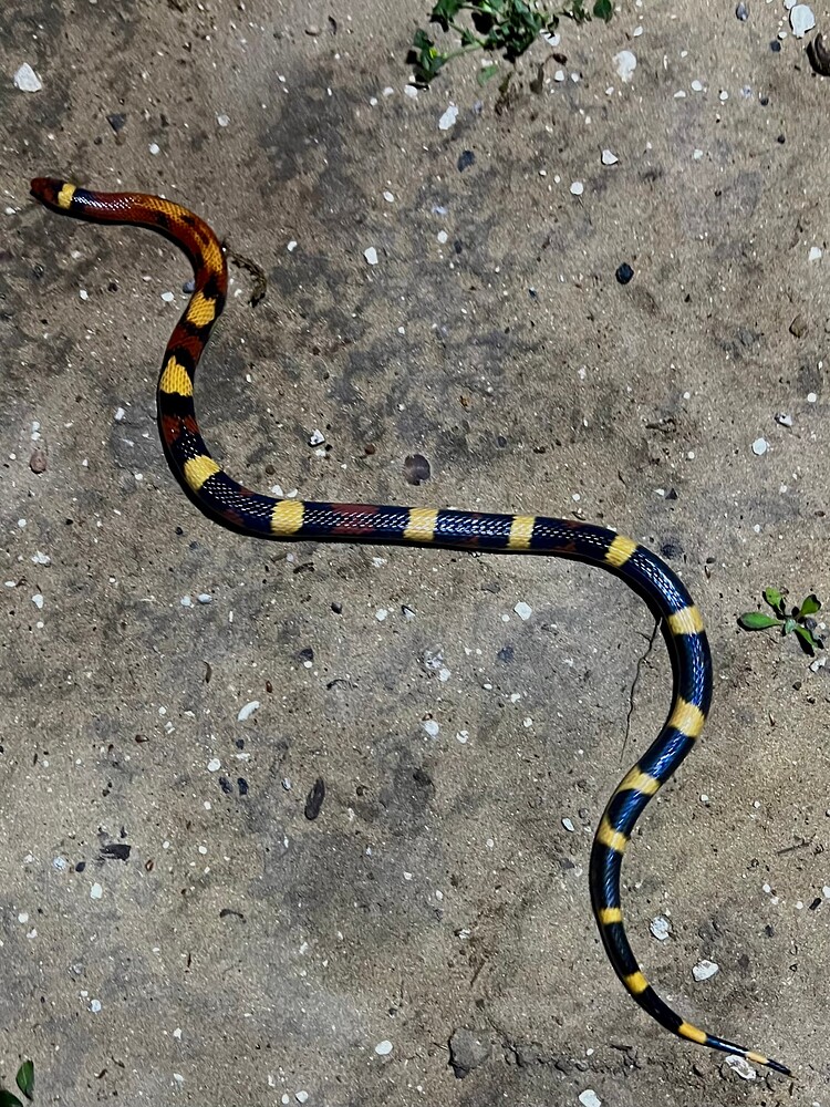 Scarlet Kingsnake w/ Aberrant Coloring and Pattern - Kingsnakes ...