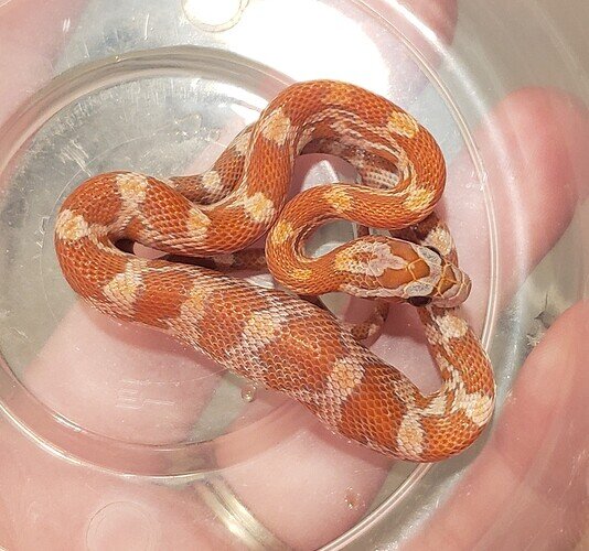 orange baby corn snake with lump in belly