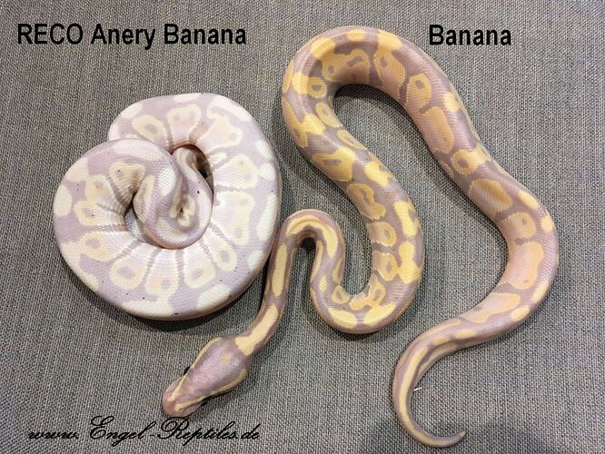 RECO Anery Banana