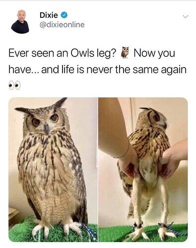 owl-dixie-dixieonline-ever-seen-an-owls-leg-now-have-and-life-is-never-same-again