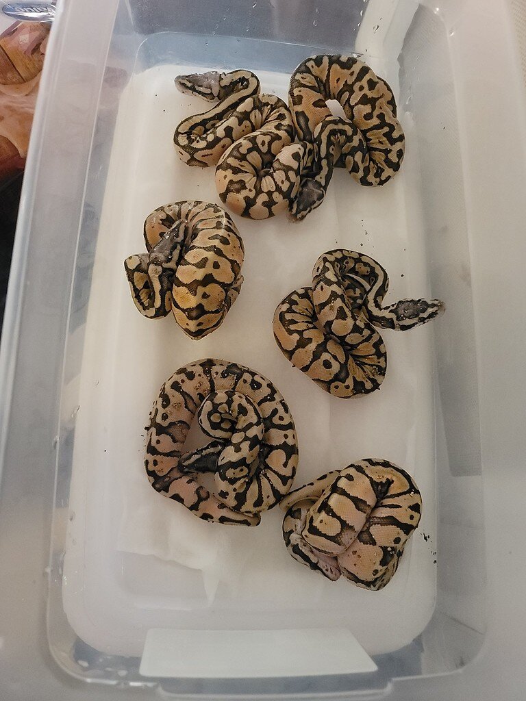 Partho? Or just crazy odds - Ball Pythons - MorphMarket Reptile Community